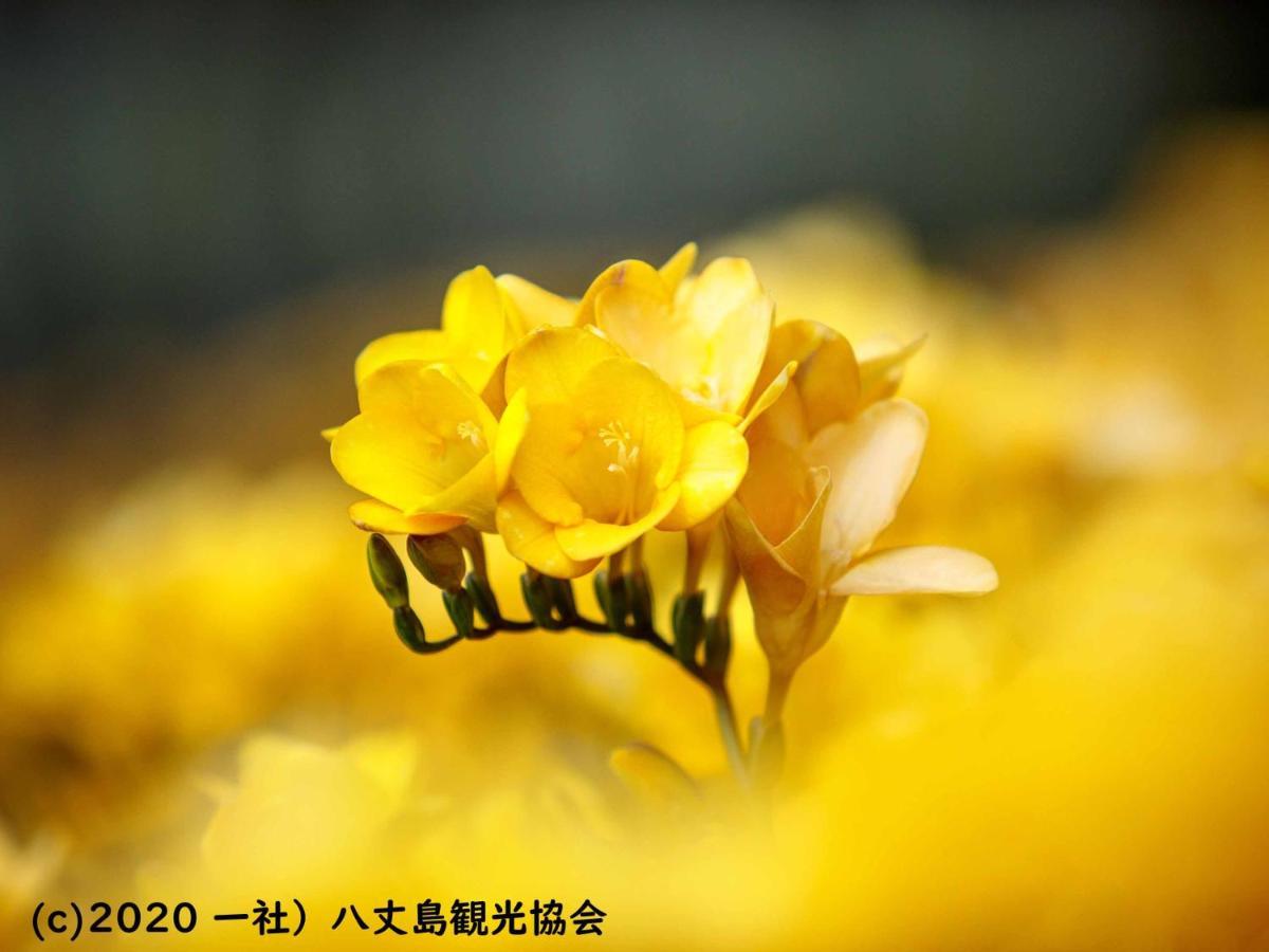 国民宿舎 サンマリーナ 八丈町 エクステリア 写真